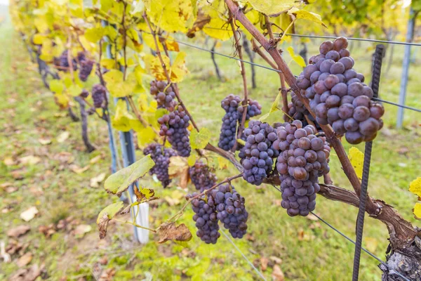 Trauben Herbst Weinberg Südmähren Tschechien — Stockfoto
