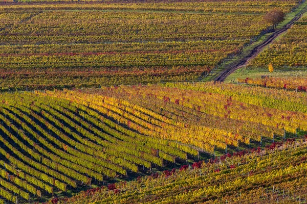 Automne Dans Les Vignobles Moraves Près Velke Bilovice Moravie Sud — Photo