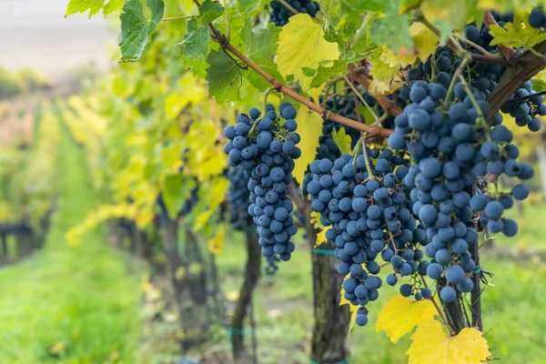 Uvas Azules Cabernet Sauvignon Viñedo Otoño Sur Moravia República Checa —  Fotos de Stock