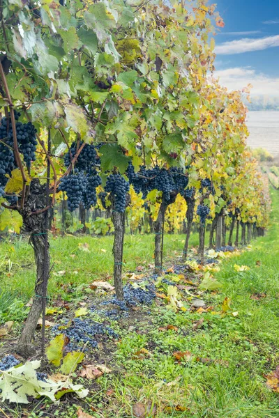 Синій Виноград Каберне Моравія Осінньому Винограднику Південна Моравія Чехія — стокове фото