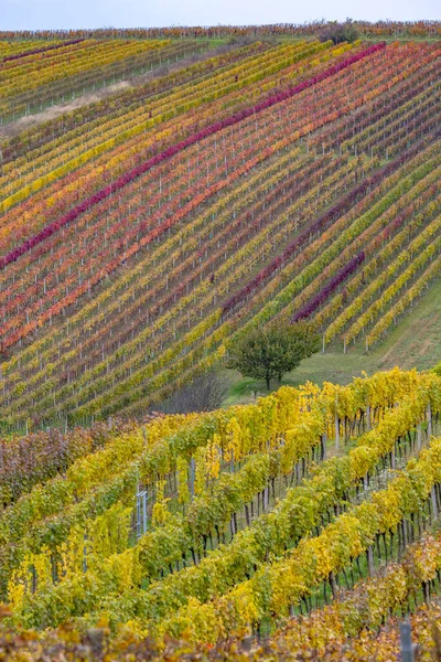 Herfstwijngaard Bij Cejkovice Zuid Moravië Tsjechië — Stockfoto