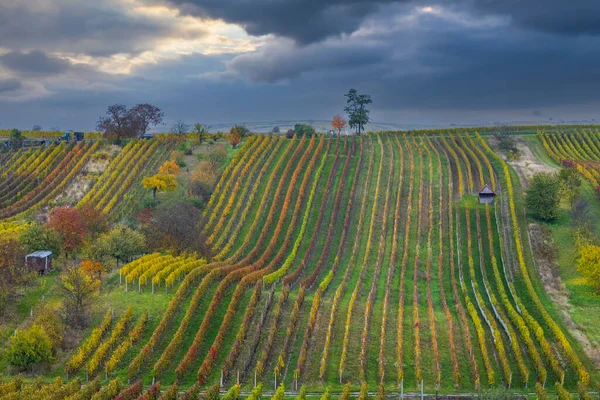 Viña Otoño Cerca Cejkovice Moravia Del Sur República Checa —  Fotos de Stock