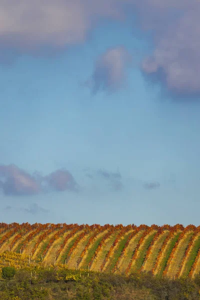 Vignoble Automne Région Znojmo Bohême Sud République Tchèque — Photo