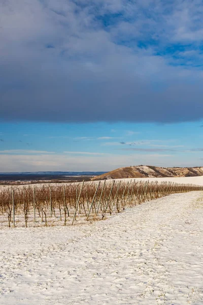 Zimowy Krajobraz Pobliżu Popice Morawy Południowe Czechy — Zdjęcie stockowe