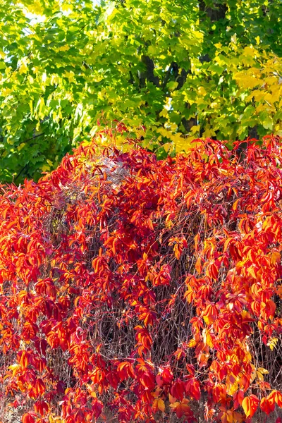 Vieux Mur Avec Des Feuilles Colorées Automne — Photo