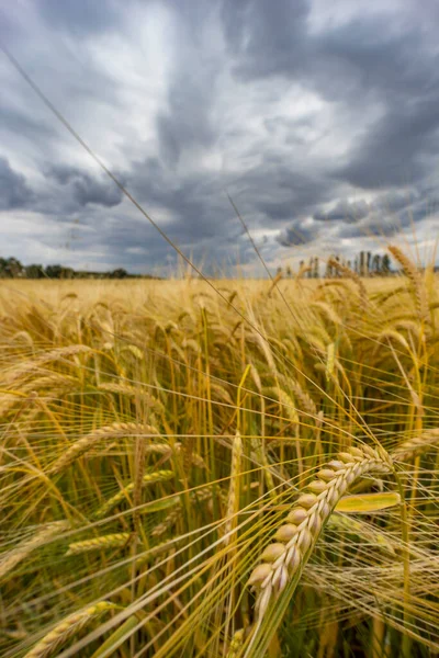 Rye Sown Just Harvest Western Bohemia Czech Republic — Stock Photo, Image