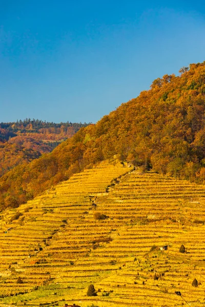 Őszi Szőlőültetvény Wachau Régióban Ausztria — Stock Fotó