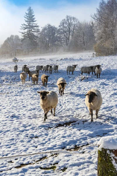 Moutons Orlicke Hory Bohême Orientale République Tchèque — Photo