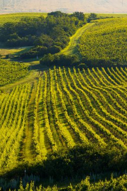 Palava altındaki üzüm bağları Zajeci yakınlarında, Güney Moravya, Çek Cumhuriyeti