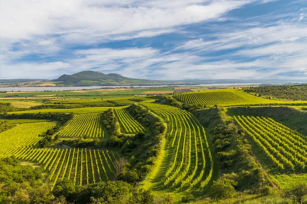 Vinhedos Perto Reservatório Nove Mlyny Com Palava Morávia Sul República — Fotografia de Stock