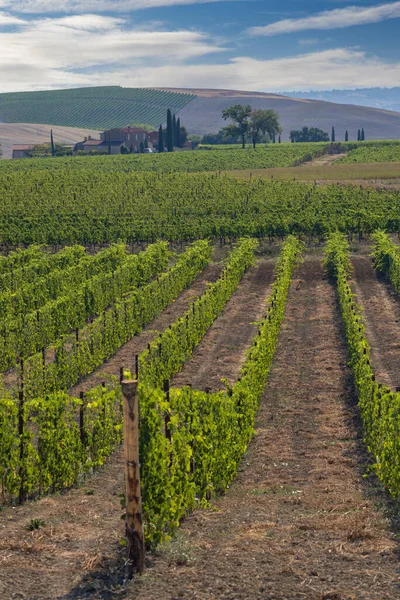 Los Viñedos Más Famosos Toscana Cerca Ciudad Montalcino Italia — Foto de Stock