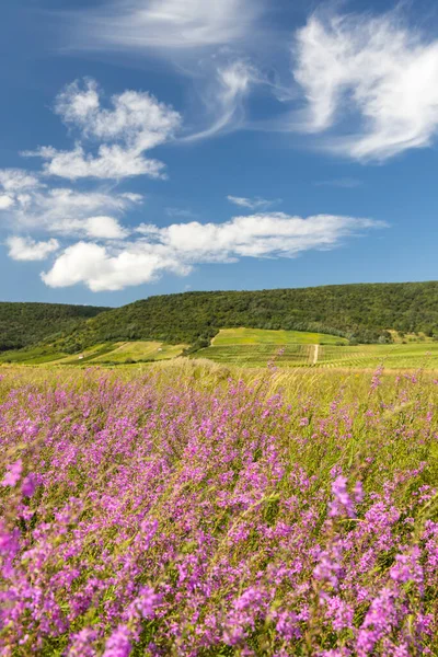 Pradera Floreciente Región Tokaj Norte Hungría — Foto de Stock