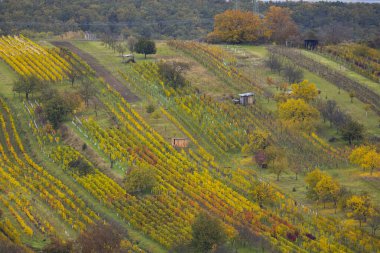 Mutenice yakınlarındaki sonbahar üzüm bağı, Güney Moravya, Çek Cumhuriyeti