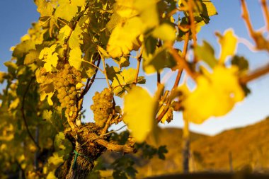 Vachau şarap bölgesi Avusturya 'da hasat zamanı