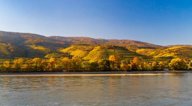 Avusturya 'nın Wachau bölgesindeki sonbahar üzüm bağları