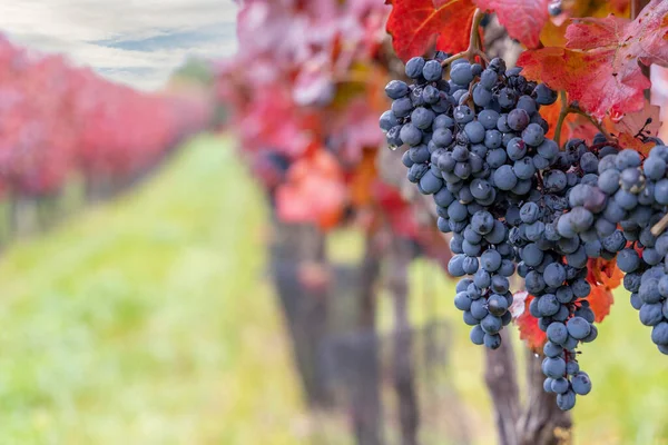 Синій Виноград Alibernet Осінньому Винограднику Південна Моравія Чехія — стокове фото