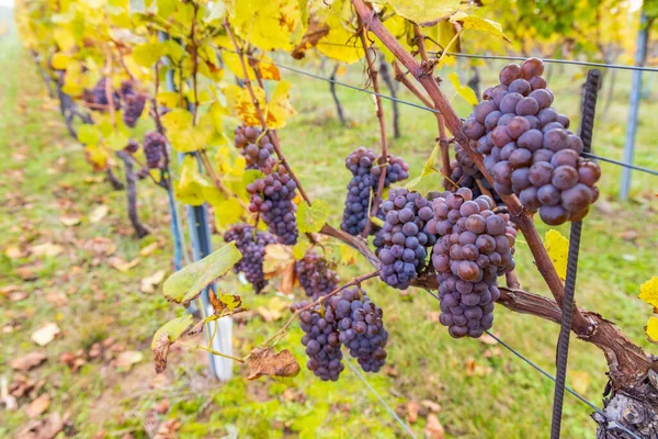 Trauben Herbst Weinberg Südmähren Tschechien — Stockfoto