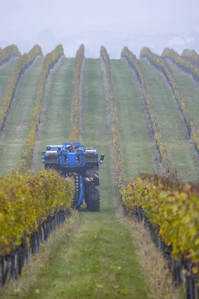 Cosecha Uvas Con Una Cosechadora Moravia Del Sur República Checa —  Fotos de Stock