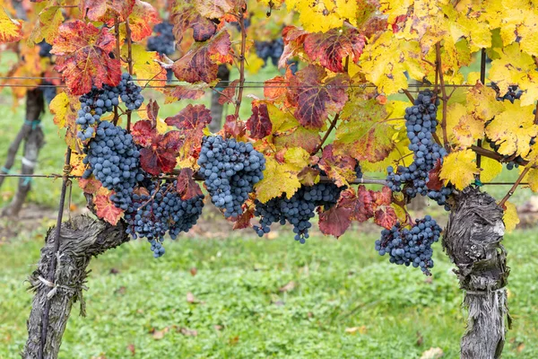 Mavi Üzümler Cabernet Moravia Sonbahar Bağında Güney Moravya Çek Cumhuriyeti — Stok fotoğraf