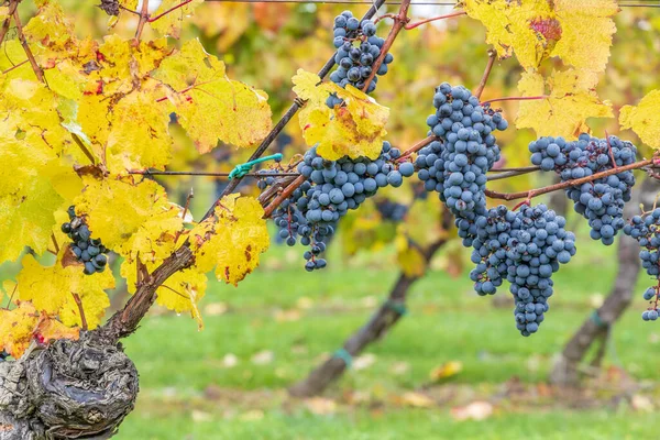 Uvas Azules Cabernet Moravia Viñedo Otoño Sur Moravia República Checa —  Fotos de Stock