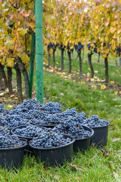 Συγκομίζονται Τρομερές Ποικιλίες Cabernet Moravia Φθινόπωρο Αμπελώνα Νότια Μοραβία Τσεχική — Φωτογραφία Αρχείου