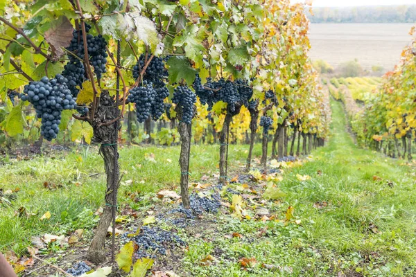 Blå Druvor Cabernet Mähren Höst Vingård Södra Mähren Tjeckien — Stockfoto