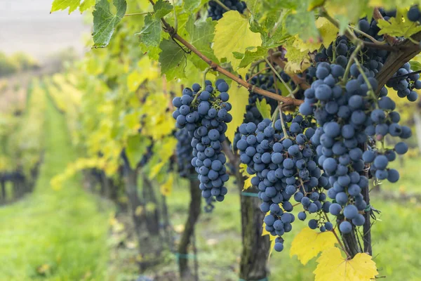 Uvas Azuis Cabernet Sauvignon Autumn Vineyard Southern Moravia Czech Republic — Fotografia de Stock