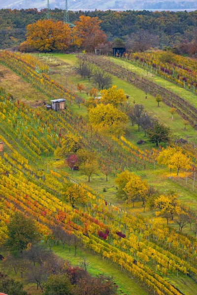 Autumn Vineyard Mutenice Southern Moravia Czech Republic — Stock Photo, Image