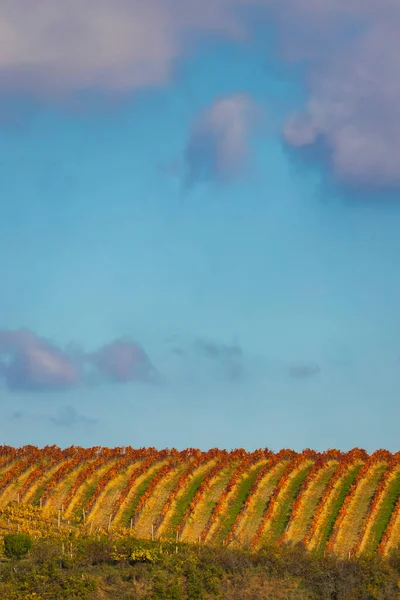 捷克共和国南波西米亚Znojmo地区秋季葡萄园 — 图库照片
