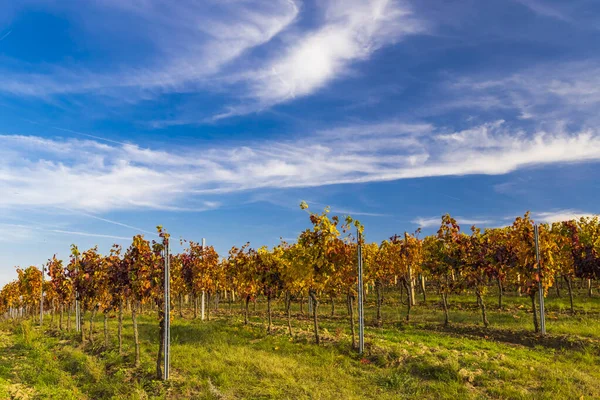 Vignobles Près Dolni Dunajovice Palava Moravie Sud République Tchèque — Photo