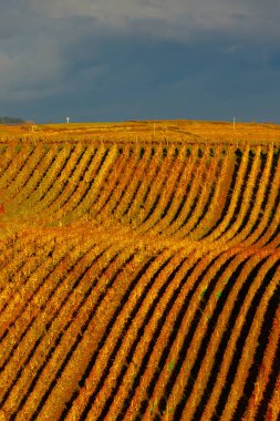 Cejkovice, Güney Moravya, Çek Cumhuriyeti yakınlarındaki sonbahar üzüm bağları