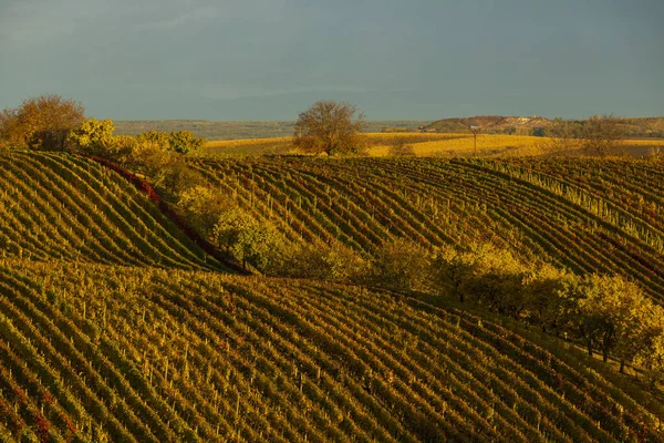 Viña Otoño Cerca Cejkovice Moravia Del Sur República Checa —  Fotos de Stock