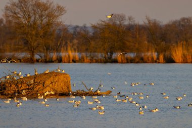 Siyah başlı martı, Jaroslavice göleti, Znojmo bölgesi, Güney Moravya, Çek Cumhuriyeti