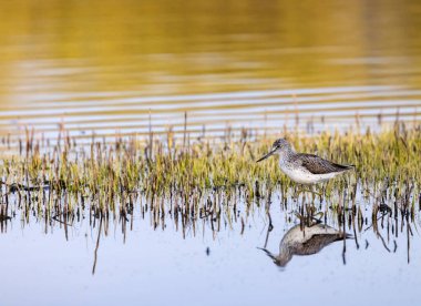 Ortak Greenshank (Tringa nebularia), Dehtar havuzu, Güney Bohemya, Çek Cumhuriyeti