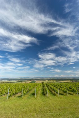 Polonya yakınlarındaki üzüm bağları, Güney Moravya, Çek Cumhuriyeti