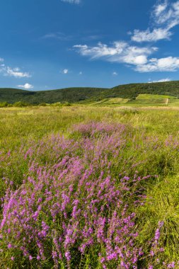 Kuzey Macaristan, Tokaj bölgesinde çiçek açan çayır