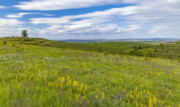 Palava Landschaft Bei Dolni Dunajovice Südmähren Tschechische Republik — Stockfoto