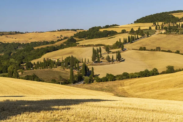 Cipressi Monticchielo Typisch Toscaans Landschap Bij Montepulciano Italië — Stockfoto