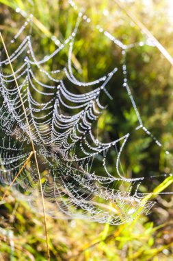 çayır üstünde örümcek ağı