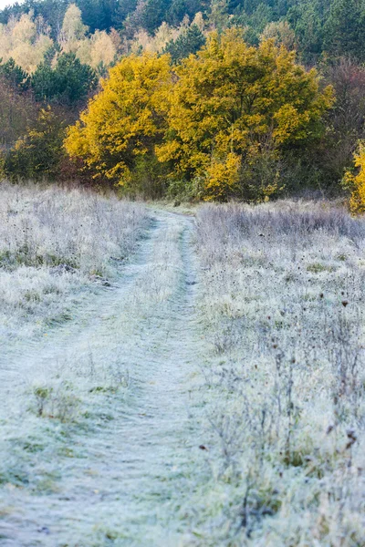 Vereiste Herbstwiese — Stockfoto