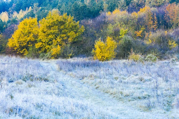 Buzlu sonbahar çayır — Stok fotoğraf