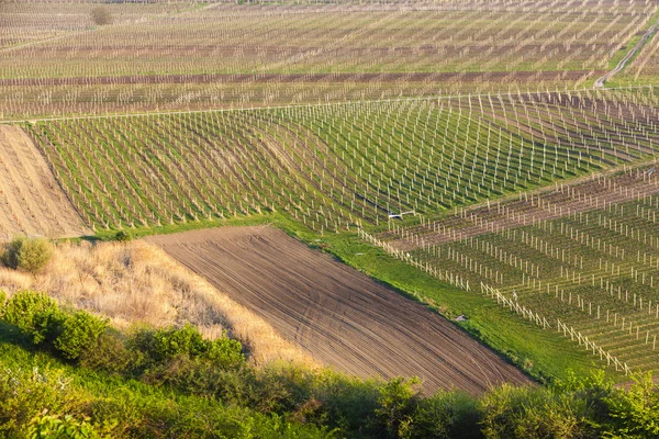 Vista das vinhas de perto de Velke Bilovice, República Checa — Fotografia de Stock