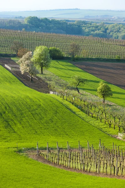 Landschap in de buurt van velke bilovice, Tsjechië — Stockfoto