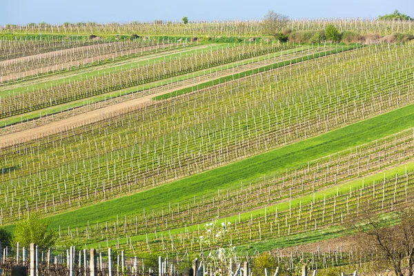 Spring wijngaarden, Zuid-Moravië, Tsjechië — Stockfoto