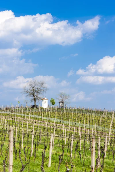 Vinhas da Primavera perto de Nemcicky, República Checa — Fotografia de Stock