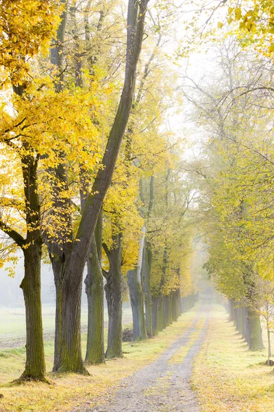 Autumnal alley — Stock Photo, Image