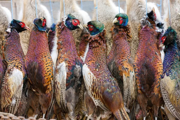 Excludes of caught pheasants — Stock Photo, Image