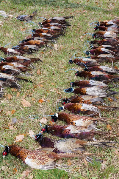 Excludes of caught pheasants — Stock Photo, Image