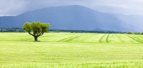 Våren fält med en tree, plateau de valensole, provence, Frankrike — Stockfoto