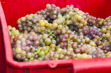 şarap hasat, Güney moravia, Çek Cumhuriyeti